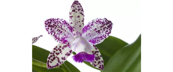 PFLANZEN IM BADEZIMMER! PFLANZEN IM BADEZIMMER!