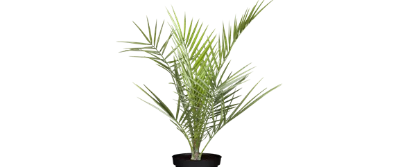 PFLANZEN IM BADEZIMMER! PFLANZEN IM BADEZIMMER!