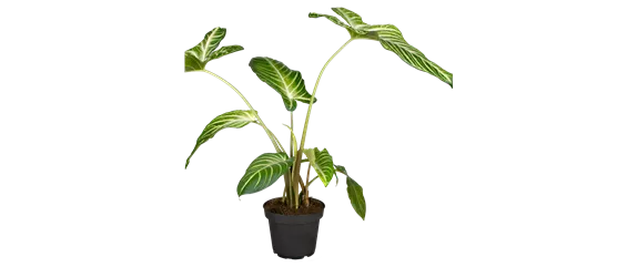 PFLANZEN IM BADEZIMMER! PFLANZEN IM BADEZIMMER!