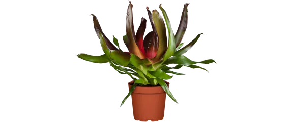 PFLANZEN IM BADEZIMMER! PFLANZEN IM BADEZIMMER!