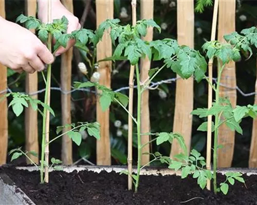 Cherrytomaten - Einpflanzen im Hochbeet