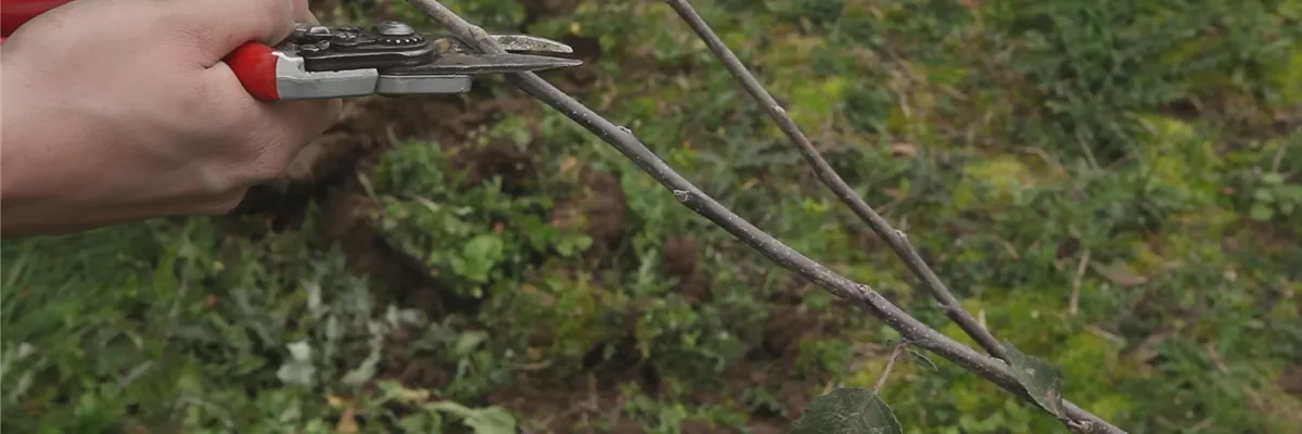 Apfelbaum - Pflanzschnitt (thumbnail) Apfelbaum - Pflanzschnitt (thumbnail)