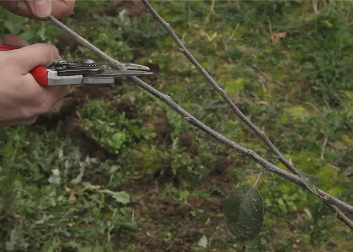 Apfelbaum - Pflanzschnitt Apfelbaum - Pflanzschnitt