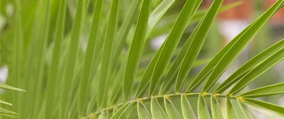 PFLANZEN IM BADEZIMMER! PFLANZEN IM BADEZIMMER!