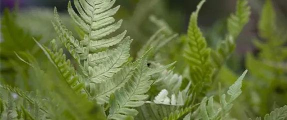 PFLANZEN IM BADEZIMMER! PFLANZEN IM BADEZIMMER!