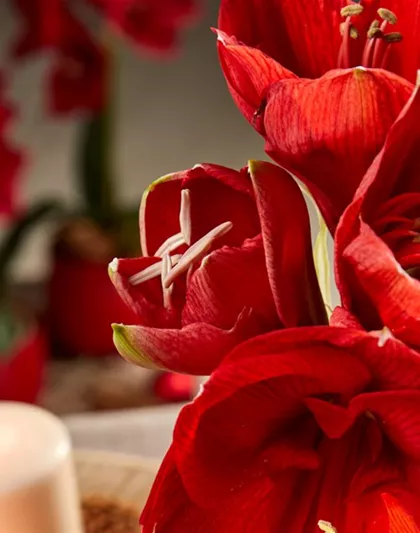 AMARYLLIS