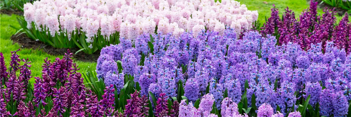 JETZT PFLANZEN, SPäTER STAUNEN!