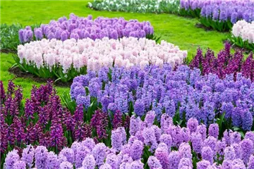 JETZT PFLANZEN, SPäTER STAUNEN! JETZT PFLANZEN, SPäTER STAUNEN!