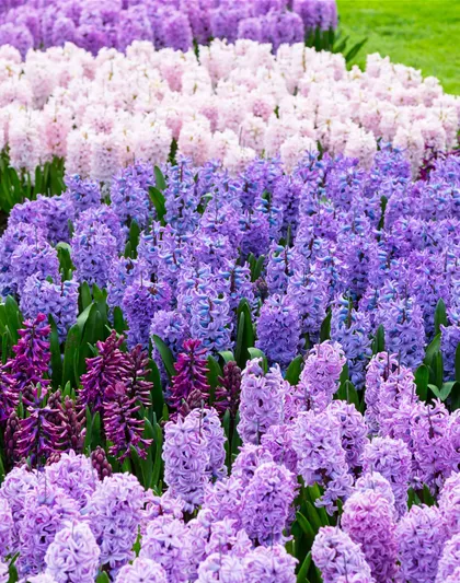 JETZT PFLANZEN, SPäTER STAUNEN!