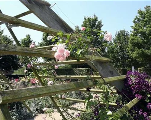 Gartengestaltung - Rosengarten