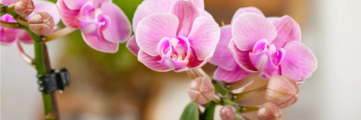 Phalaenopsis 