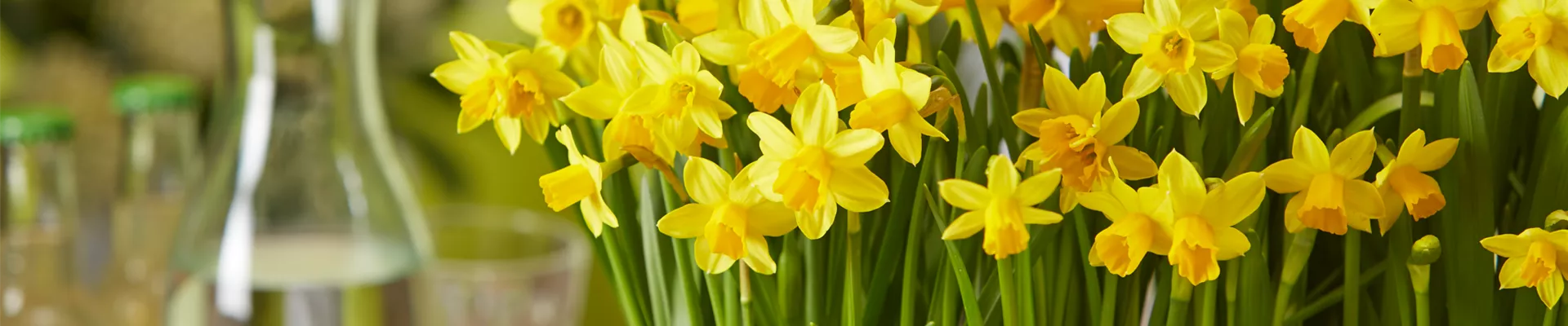 PFLANZE DES MONATS FEBRUAR: NARZISSE