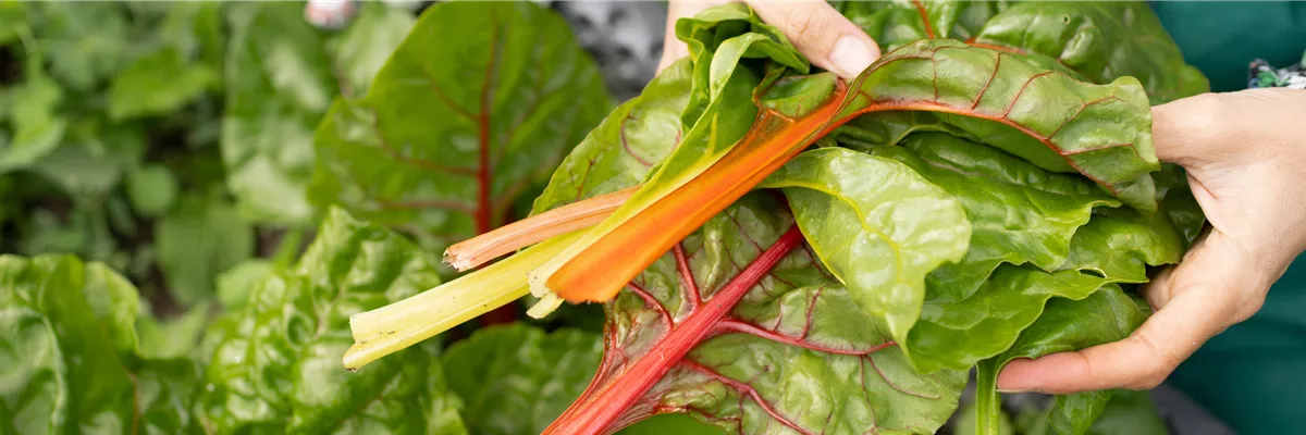 Buch des Monats: März!