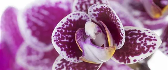 ORCHIDEEN - DIE KöNIGIN DER ZIMMERPFLANZEN ORCHIDEEN - DIE KöNIGIN DER ZIMMERPFLANZEN