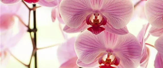 ORCHIDEEN FüR ANFäNGER UND PROFIS ORCHIDEEN FüR ANFäNGER UND PROFIS