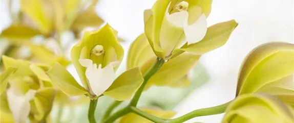 ORCHIDEEN FüR ANFäNGER UND PROFIS ORCHIDEEN FüR ANFäNGER UND PROFIS