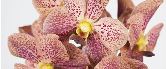 ORCHIDEEN FüR ANFäNGER UND PROFIS ORCHIDEEN FüR ANFäNGER UND PROFIS