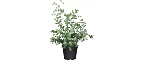 URLAUBSGEFÜHLE ZUHAUSE! 