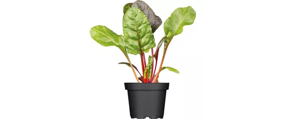 URLAUBSGEFÜHLE ZUHAUSE! 