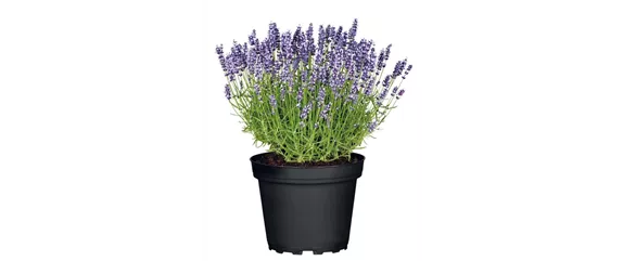 SOMMER IM STAUDENGARTEN!