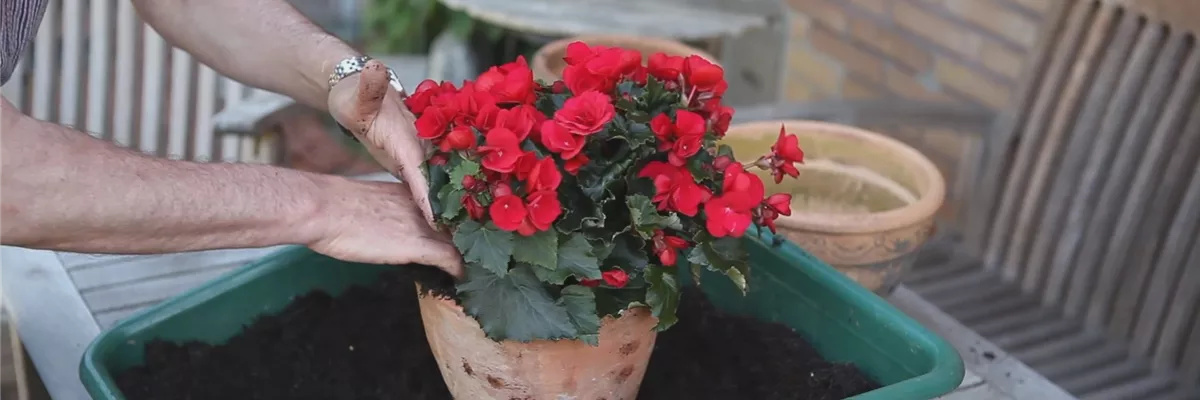 Blumenkübel - Bepflanzen mit Sommerblumen (thumbnail) Blumenkübel - Bepflanzen mit Sommerblumen (thumbnail)