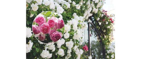 ELEGANTER ROSENGARTEN! 