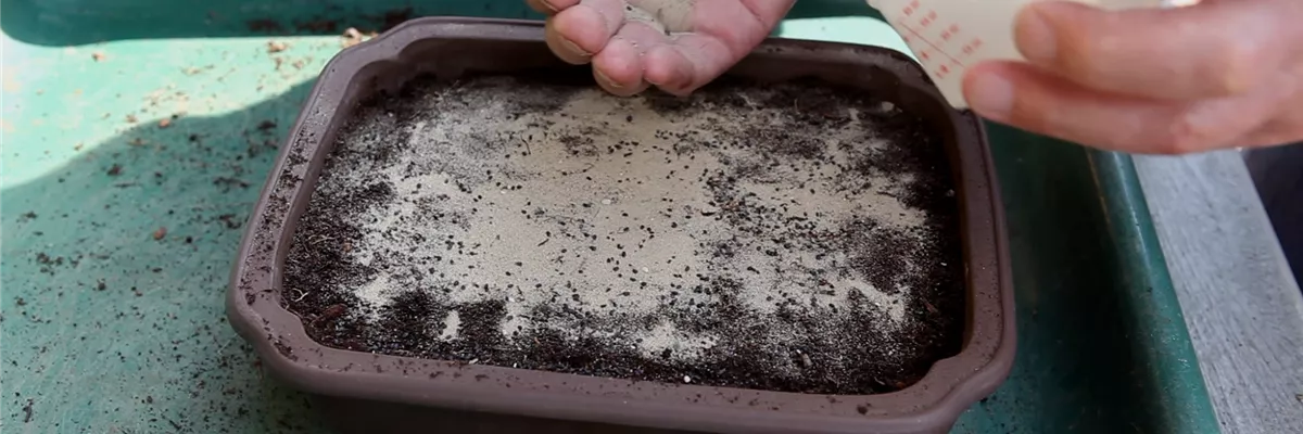 Basilikum - Aussäen von Samen_2 (thumbnail) Basilikum - Aussäen von Samen_2 (thumbnail)