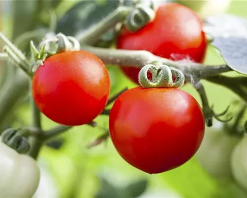 ALTE TOMATENSORTEN FüRS FREILAND!
