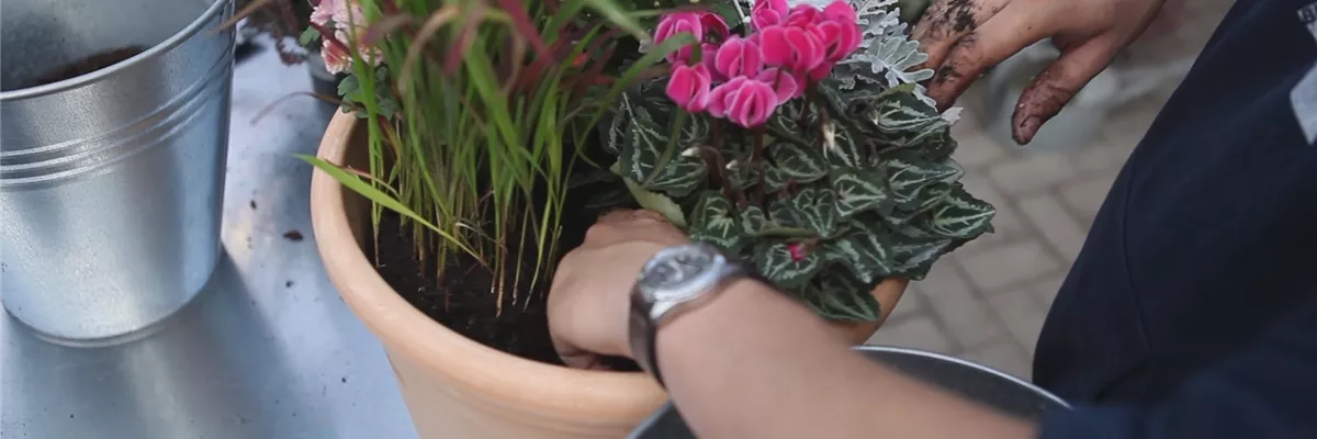 Blumenkübel - Bepflanzung für den Herbst (thumbnail) Blumenkübel - Bepflanzung für den Herbst (thumbnail)