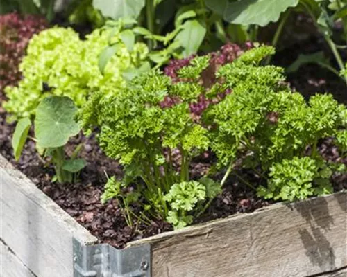 DAS DIY-HOCHBEET!