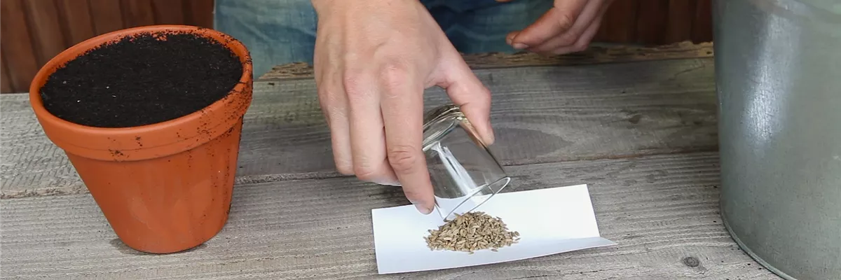 Fenchel - Aussäen von Samen (thumbnail) Fenchel - Aussäen von Samen (thumbnail)