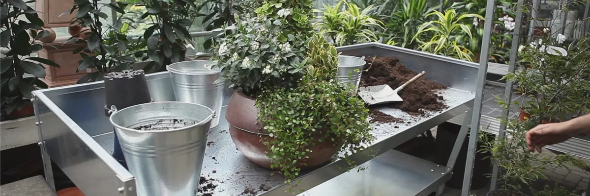 Blumenkübel - Dauerhafte Bepflanzung (thumbnail) Blumenkübel - Dauerhafte Bepflanzung (thumbnail)