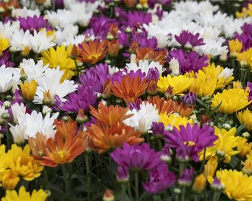CHRYSANTHEMEN IN FARBEN UND FORMEN