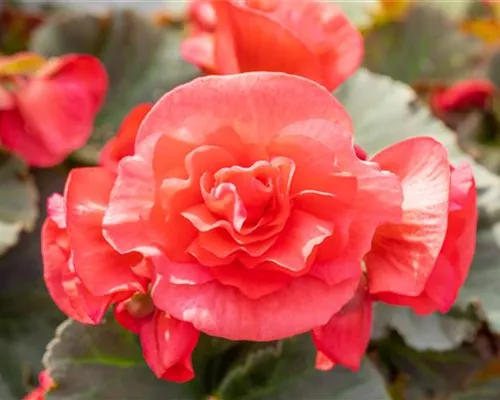 EINE BLUME SAGT MEHR ALS 1000 WORTE