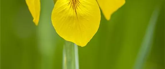 IRIS - DIE PFLANZE MIT DEN VIELEN GESICHTERN IRIS - DIE PFLANZE MIT DEN VIELEN GESICHTERN