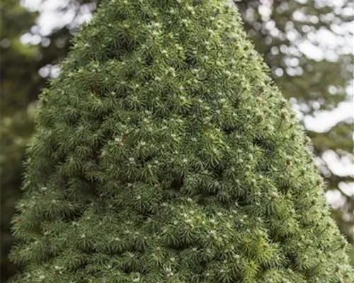 DIE ZUCKERHUTFICHTE! DIE ZUCKERHUTFICHTE!