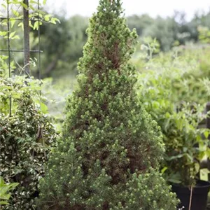 DIE ZUCKERHUTFICHTE! DIE ZUCKERHUTFICHTE!