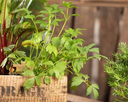 KRäUTER AUF DEM BALKON!