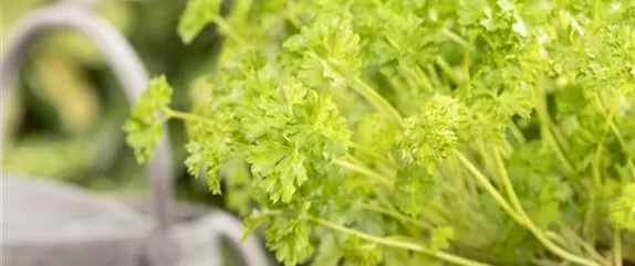 MIT FRISCHEN KRäUTERN IN DEN FRüHLING MIT FRISCHEN KRäUTERN IN DEN FRüHLING