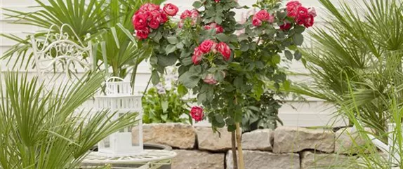 DER ROSENGARTEN - SCHLICHTE ELEGANZ UND TOLLE DüFTE DER ROSENGARTEN - SCHLICHTE ELEGANZ UND TOLLE DüFTE