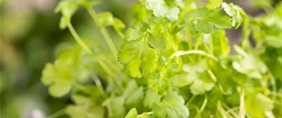 MIT FRISCHEN KRäUTERN IN DEN FRüHLING MIT FRISCHEN KRäUTERN IN DEN FRüHLING