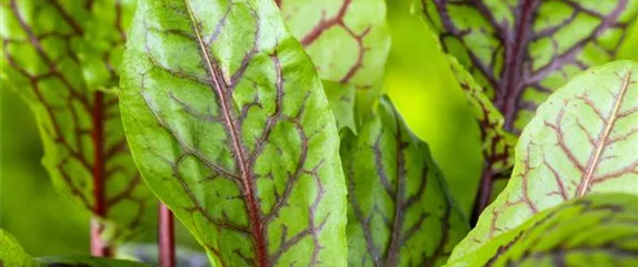 MIT FRISCHEN KRäUTERN IN DEN FRüHLING MIT FRISCHEN KRäUTERN IN DEN FRüHLING
