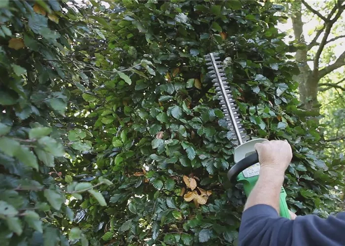 Sichtschutz - Zurückschneiden im Herbst Sichtschutz - Zurückschneiden im Herbst