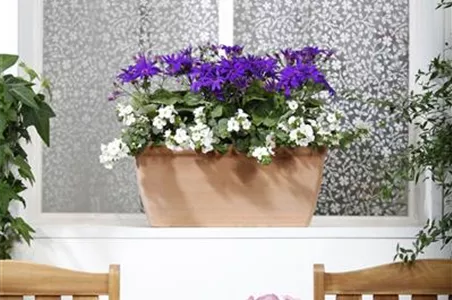 WINTERHARTE PFLANZEN FüR DEN BALKON WINTERHARTE PFLANZEN FüR DEN BALKON