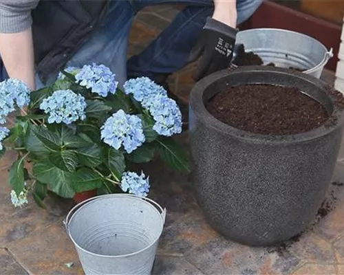 Hortensien - Einpflanzen in ein Gefäß