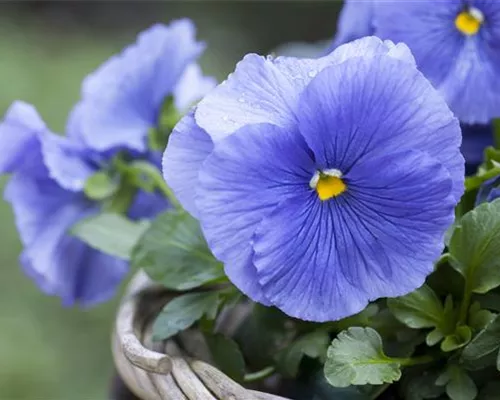 FRüHLING AUF DEM BALKON