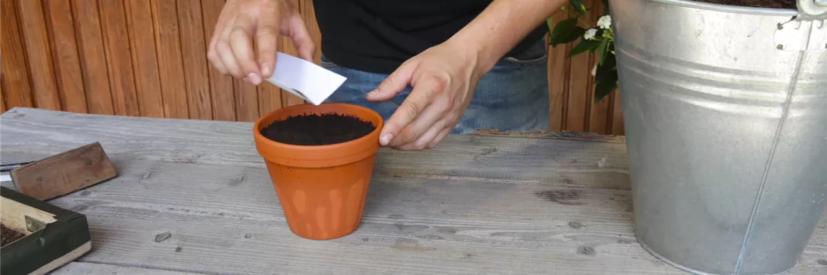 Estragon - Aussäen von Samen (thumbnail) Estragon - Aussäen von Samen (thumbnail)