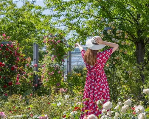 DER ROSENGARTEN - SCHLICHTE ELEGANZ UND TOLLE DüFTE