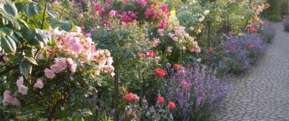 DER ROSENGARTEN - SCHLICHTE ELEGANZ UND TOLLE DüFTE DER ROSENGARTEN - SCHLICHTE ELEGANZ UND TOLLE DüFTE