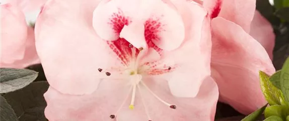 DIE ZIMMERAZALEE  DIE ZIMMERAZALEE